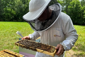 caption: Beekeeper Steven Reese inspects his hives at Bennett Orchards in Frankford, Del.