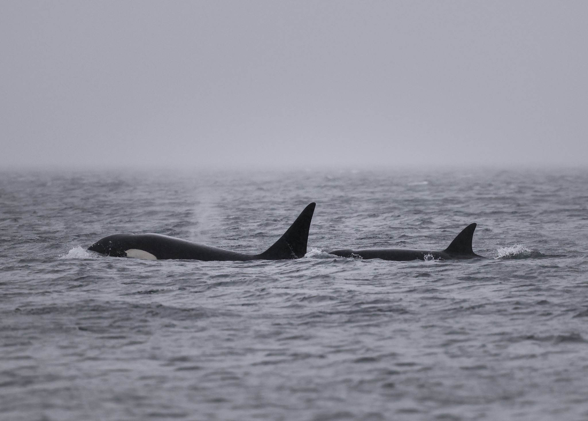 caption: Two of three mysterious Bigg's killer whales surface in Puget Sound near Des Moines, Washington, on March 11, 2026.