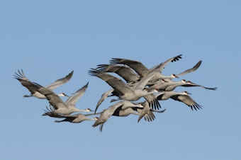 caption: A group of sandhill cranes fly together in New Mexico.