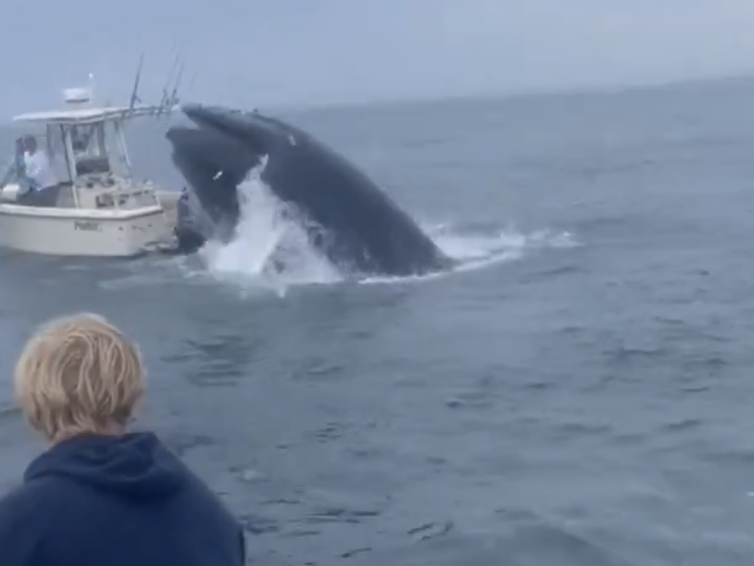 caption:  A screenshot from a video taken by a person on a nearby boat shows a whale just as it is about to crash down on another boat off the coast of Portsmouth, N.H., on Tuesday.