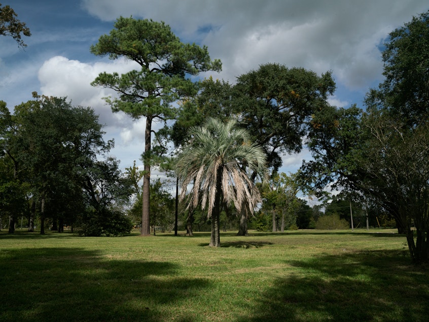 caption: An ornamental palm tree stands in an empty field where there were once houses in Houston. A new study follows thousands of families across the country who sold their flood-prone homes to the government, to see where they moved.