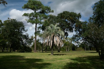 caption: An ornamental palm tree stands in an empty field where there were once houses in Houston. A new study follows thousands of families across the country who sold their flood-prone homes to the government, to see where they moved.