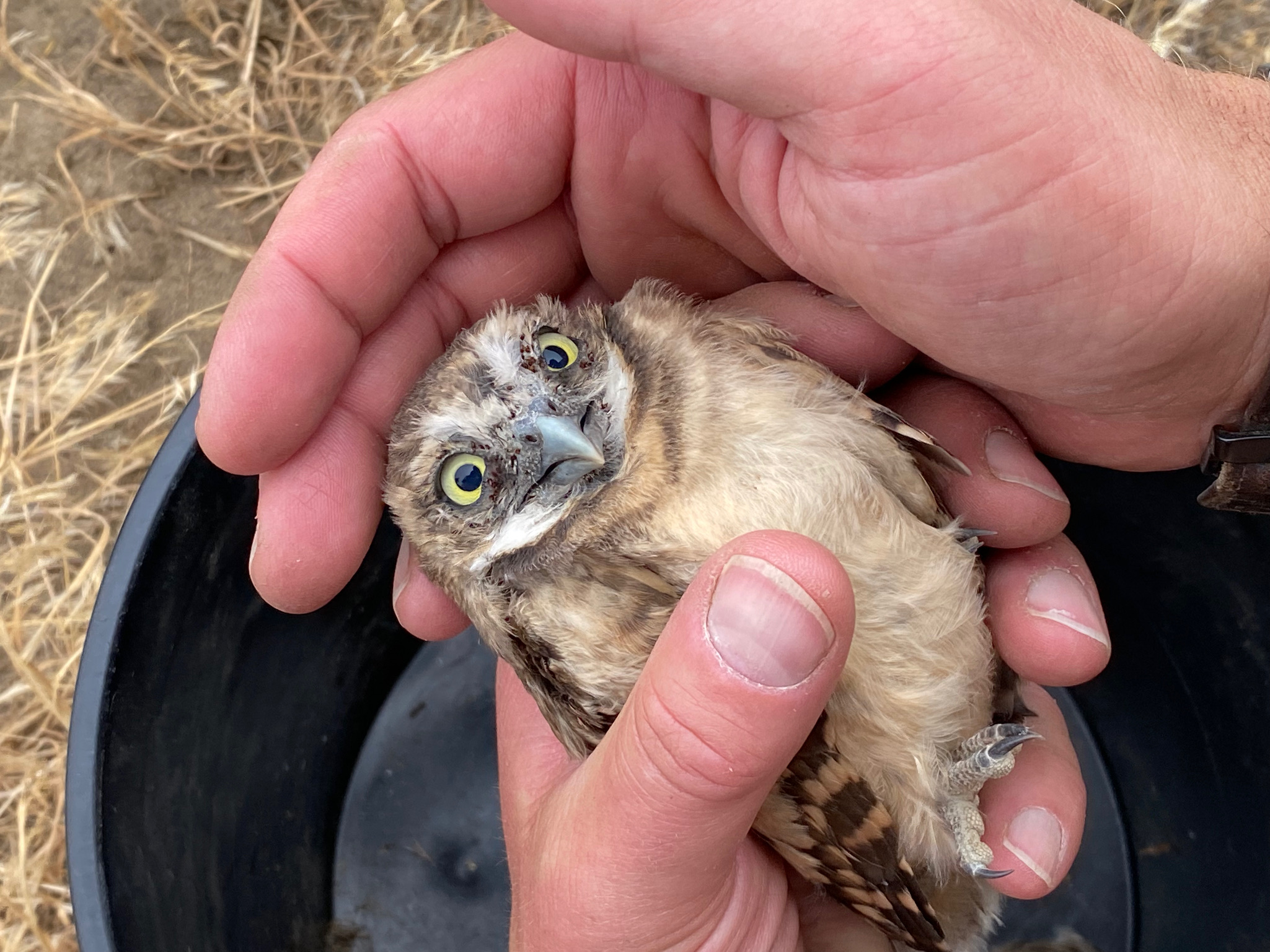 burrowing owl