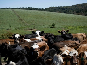 caption: Cows are seen on a dairy farm in Virginia on October 5, 2022.