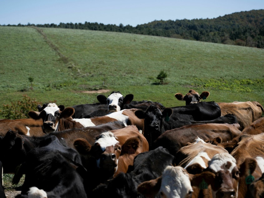 caption: Cows are seen on a dairy farm in Virginia on October 5, 2022.