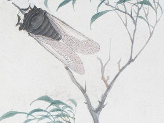 KUOW - Brood X Is Back — But Cicadas Have Been In Chinese Art For Millennia - Vimarsana News