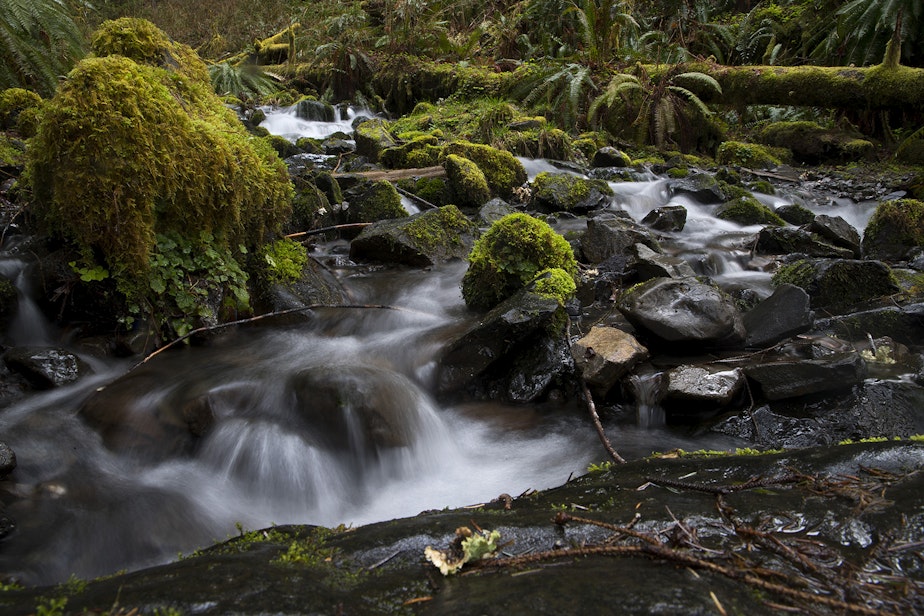 caption: Water flows through moss and rocks on Friday, April 5, 2019, in the Hoh Rainforest on the Olympic Peninsula.