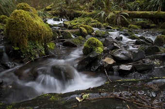 caption: Water flows through moss and rocks on Friday, April 5, 2019, in the Hoh Rainforest on the Olympic Peninsula.