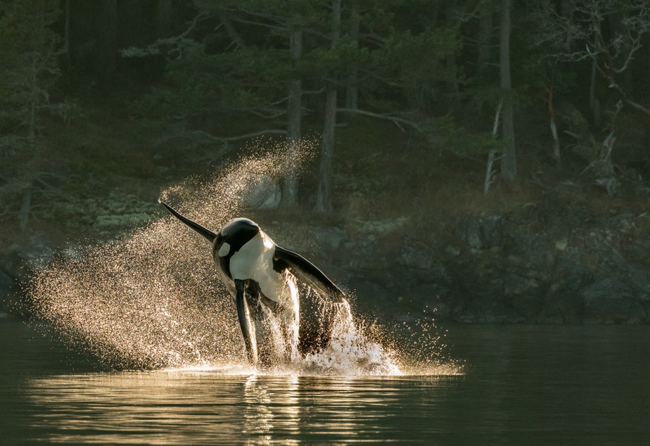 caption: One of about 60 orcas that a whale watch boat encountered off San Juan Island on Sept. 18, 2018.