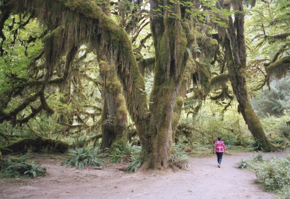 The forests of Washington state.