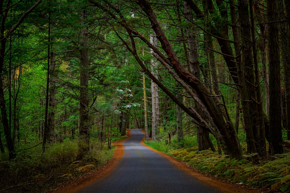 caption: Road Heading Towards English Camp (Yacht Haven, San Juan Island).