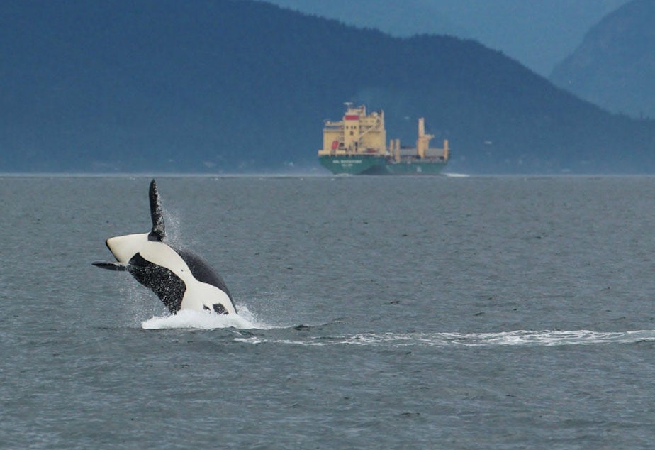 caption: Underwater noise impacts on endangered orcas were already under study before the coronavirus pandemic opened the door for a natural experiment.