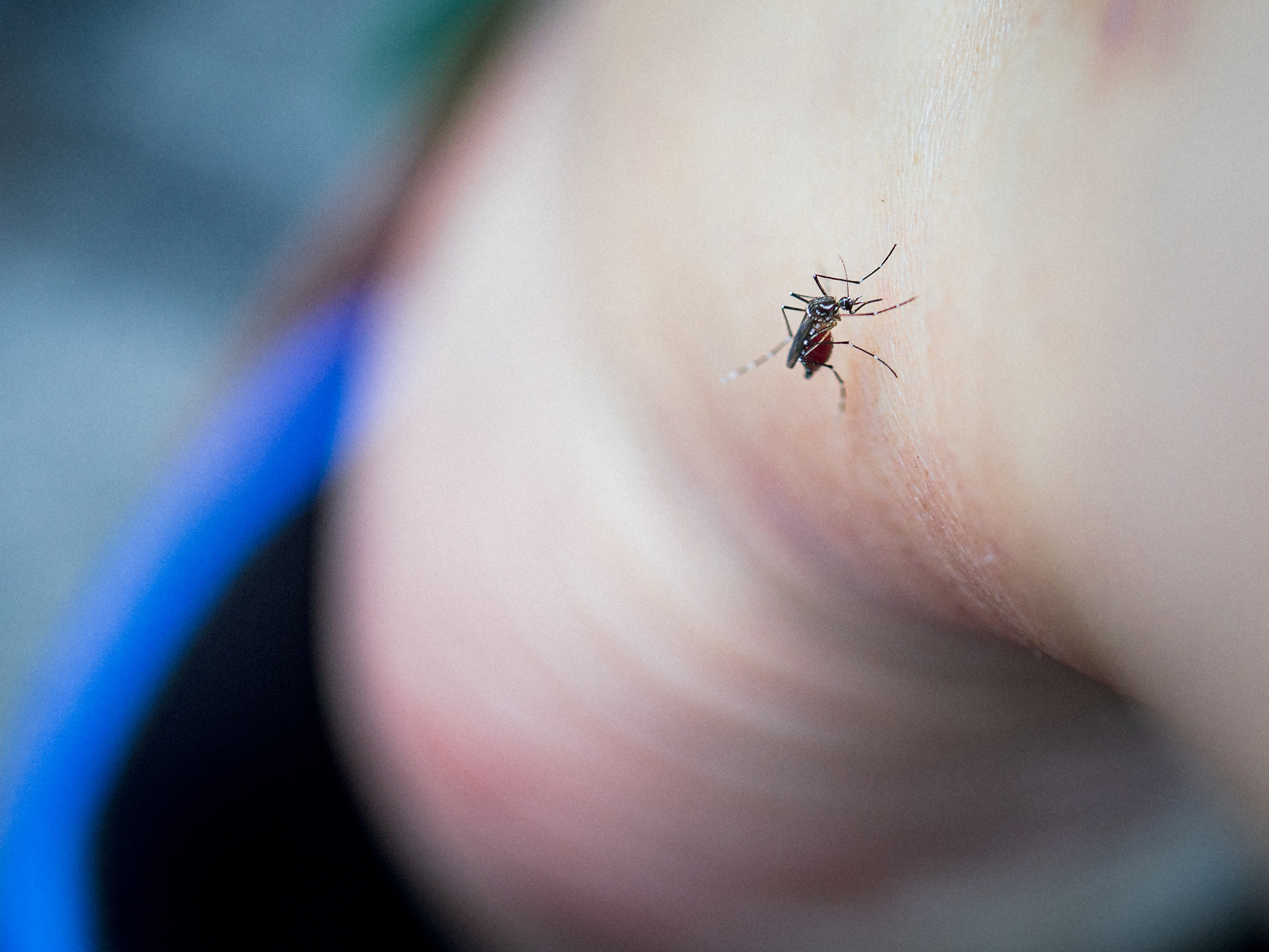 caption: Do your ankles feel like a buffet these days? Test your knowledge of tactics to prevent bites.