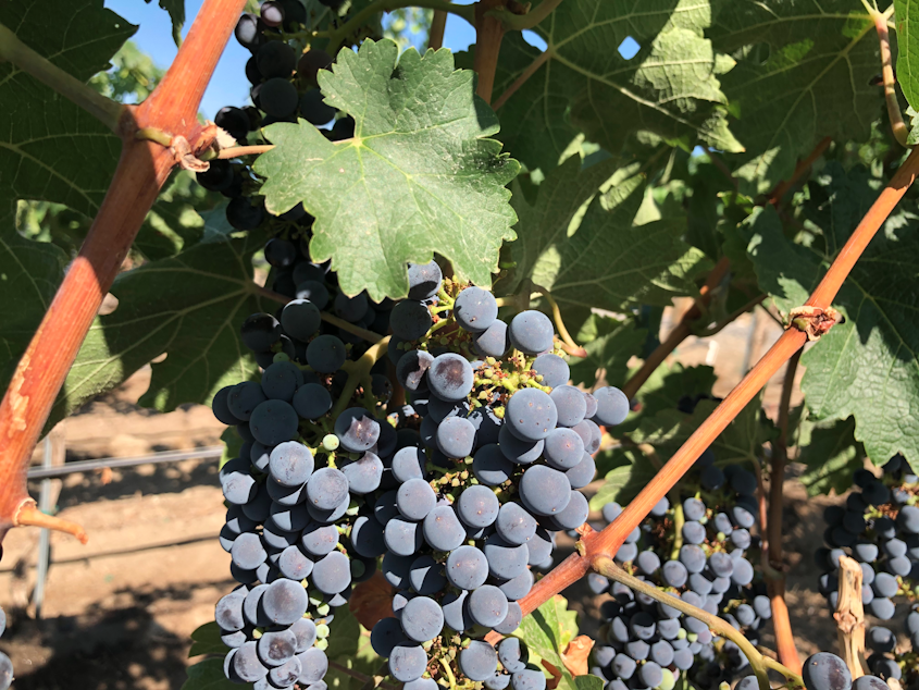 caption: Cabernet sauvignon hangs on Red Mountain, almost ready to pick. Many wine grape growers worry there are too many grapes this year for the market.