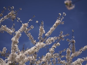 caption: The iconic cherry blossoms in Washington, D.C., reached their peak bloom on March 28 this season, earlier than most years. Mild winters lead to a longer pollen season and that is bad news for allergy sufferers.
