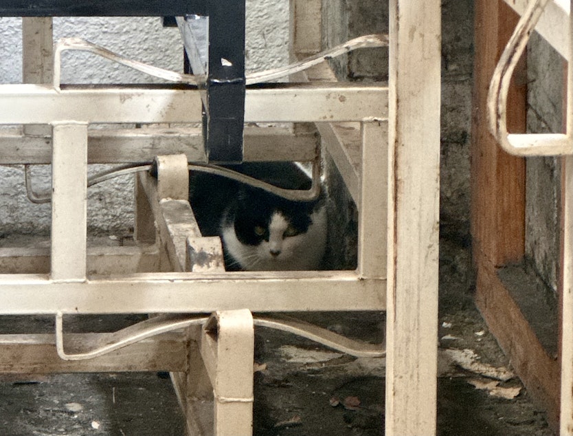 caption: C-003 hides from Ryan Williams with Holy Mountain Brewing Company on Jan. 26, 2024. She's been working as pest control at the brewery since 2022, but she's still a feral cat who prefers to be left alone. 