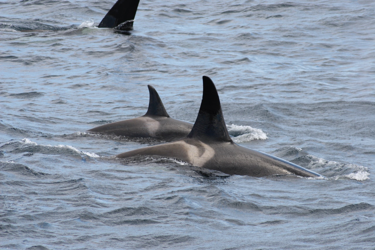 10 orcas killed in Bering Sea prompting calls for fishing - KUOW
