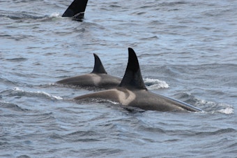 caption: Resident fish-eating orcas surface in Alaska's Bering Sea in June 2005.