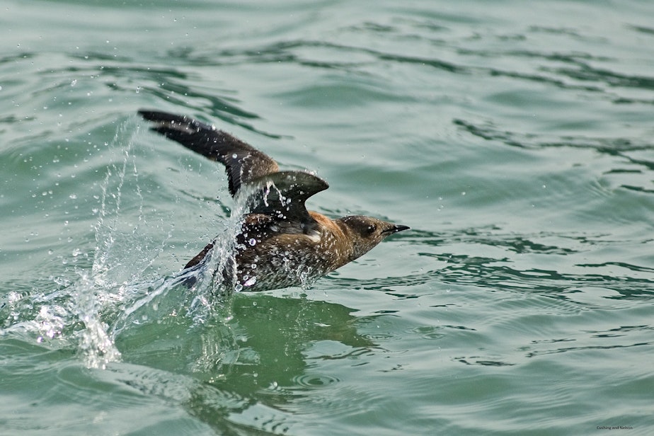 caption: The marbled murrelet, an endangered sea bird