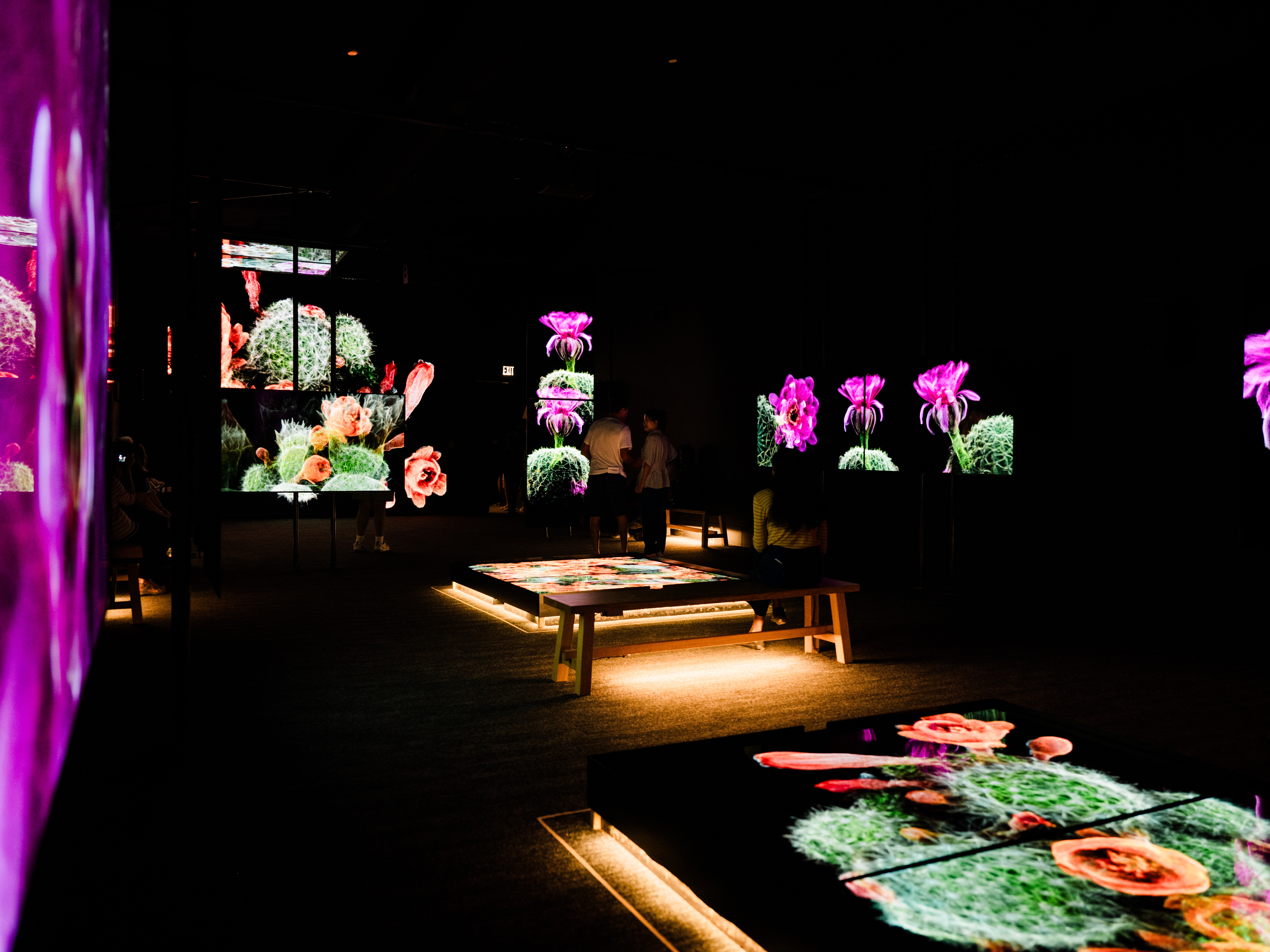 caption: The RAF Exhibit Gallery hosts an immersive with mutliple screens showing FRAMERATE: Desert Pulse on April 14, 2026 at Desert Botanical Garden in Phoenix, Arizona.