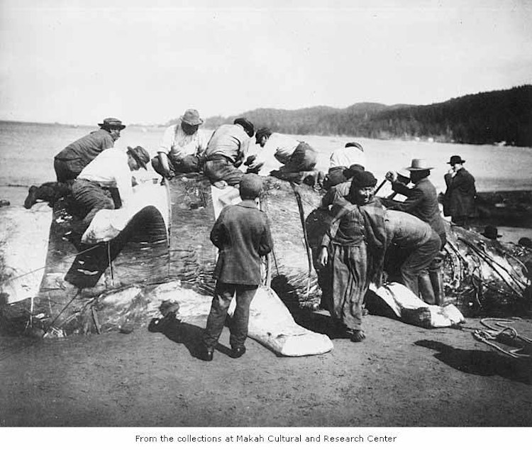 caption: Makah Indian stripping skin off of dead whale, Neah Bay, Washington, 1910