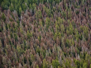 caption: Tree health specialists scan forests, looking for fir trees that have turned red, which indicates that they are dead.