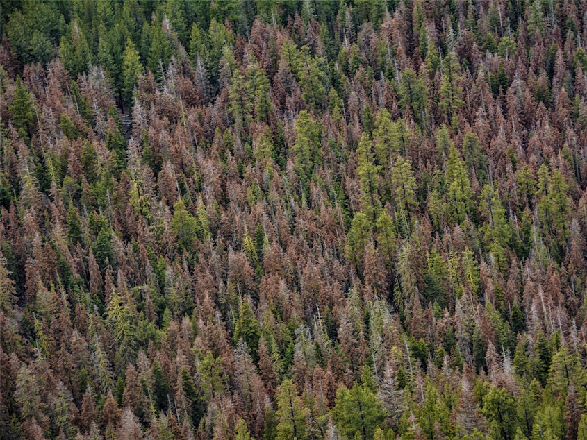caption: Tree health specialists scan forests, looking for fir trees that have turned red, which indicates that they are dead.
