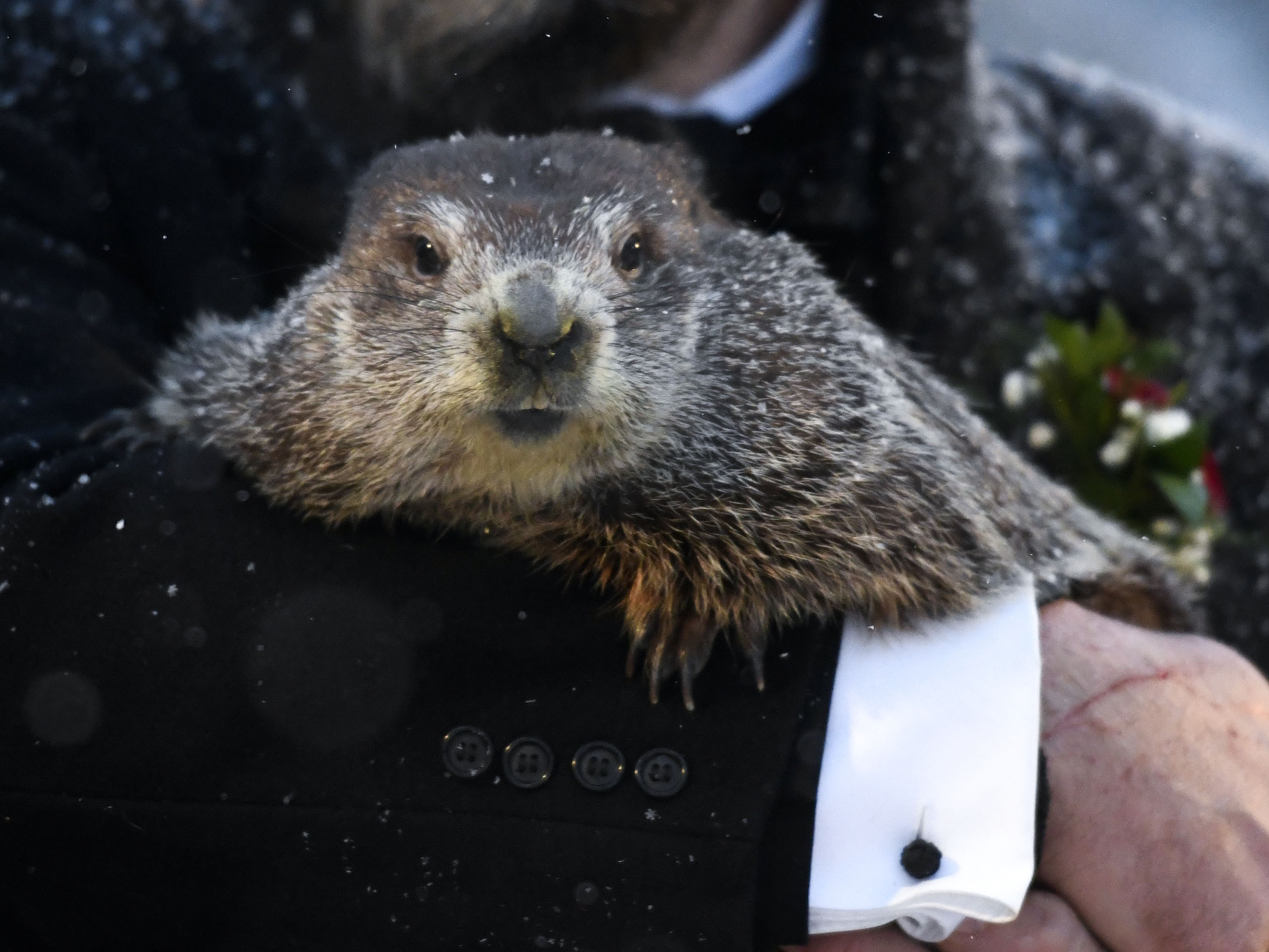 KUOW At Virtual Groundhog Day Ceremony, Punxsutawney Phil Predicts 6