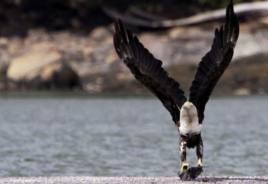 caption: A bald eagle takes flight from a sandbar with its meal in its talons off of Brunswick, Maine, along the New Meadows River, on Aug. 22, 2011.