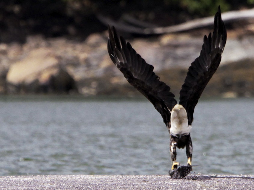 caption: A bald eagle takes flight from a sandbar with its meal in its talons off of Brunswick, Maine, along the New Meadows River, on Aug. 22, 2011.