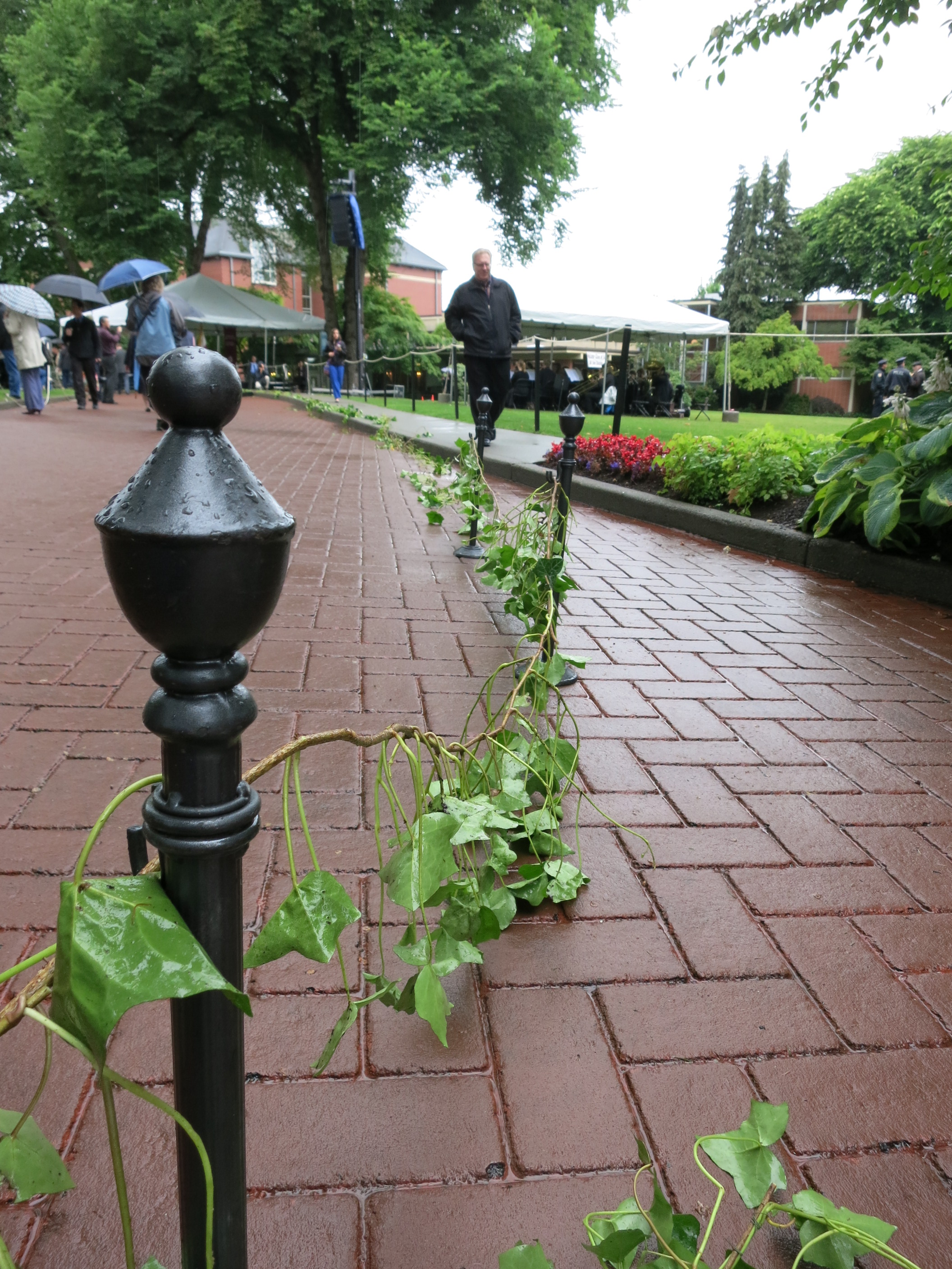 caption: Ivy encircles the Tiffany Loop on the campus of Seattle Pacific University. 