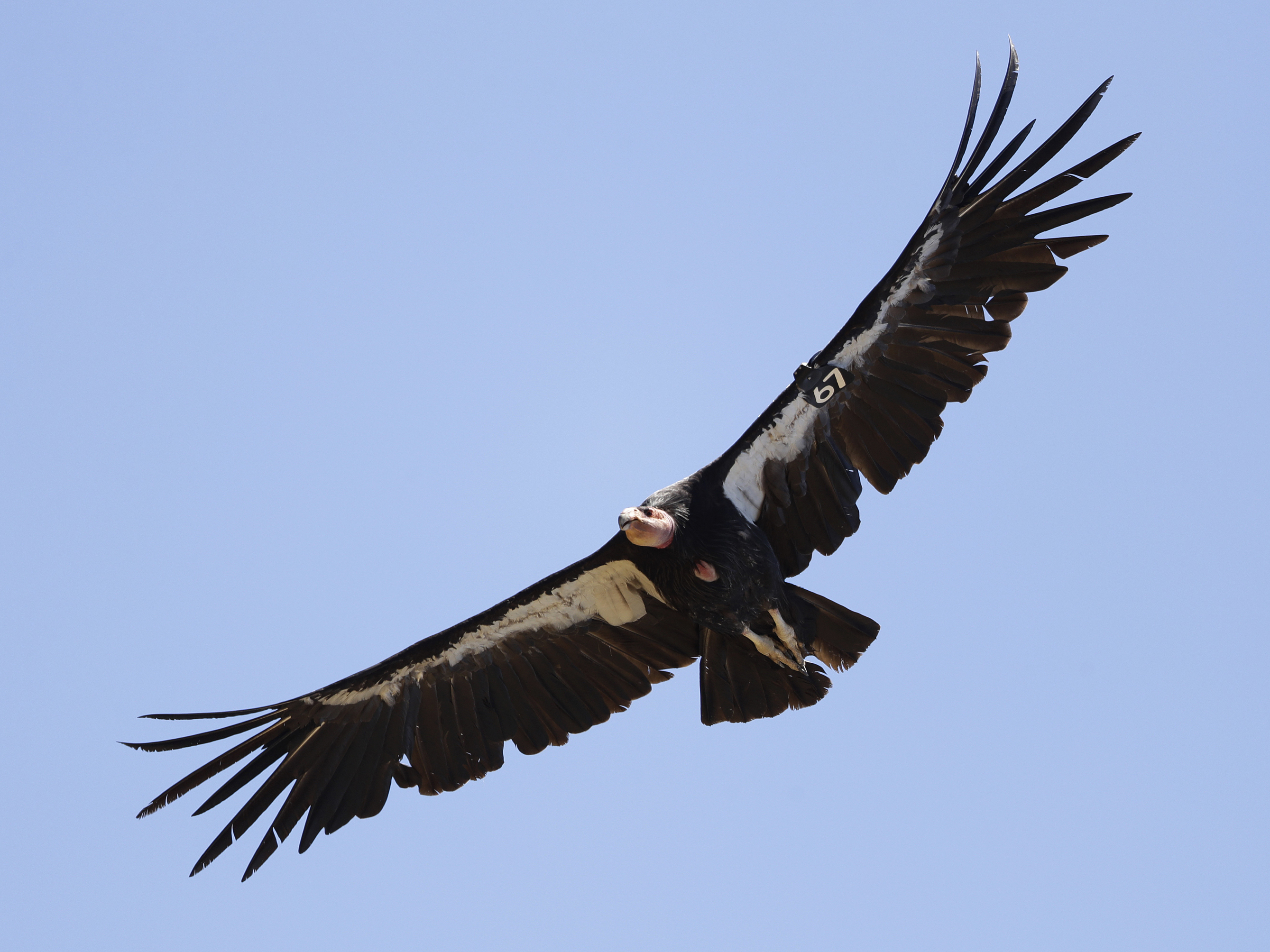 caption: In this June 21, 2017, file photo, a California condor takes flight in the Ventana Wilderness east of Big Sur, Calif.