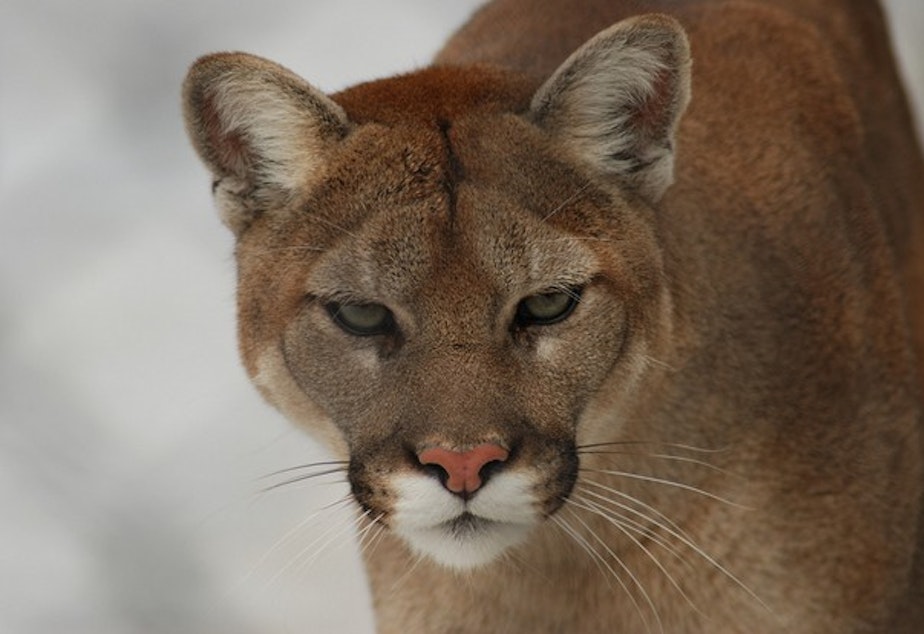 KUOW - Officials Shoot Cougar Near Location Hiker Was Killed