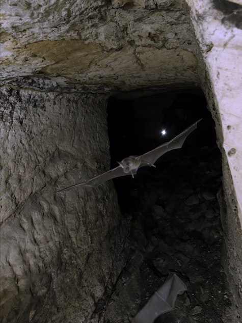 caption: A Trident-nosed Bat. This photo was taken in an ancient Roman ruin in the western desert of Egypt (Bahariya Oasis).