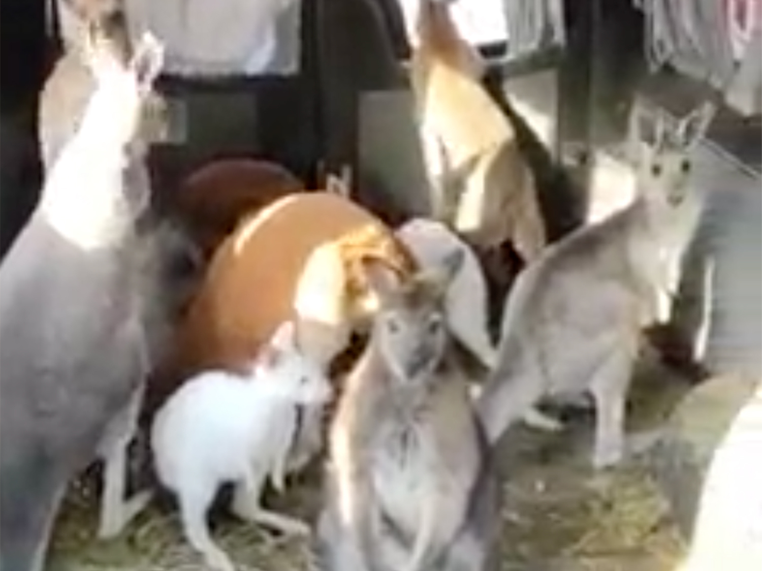 caption: Video from the Feldman Ecopark's Facebook page shows a man driving a van full of marsupials. It took off on social media, drawing attention to the Kharkiv zoo's war casualties and mission to evacuate its animals to safety.