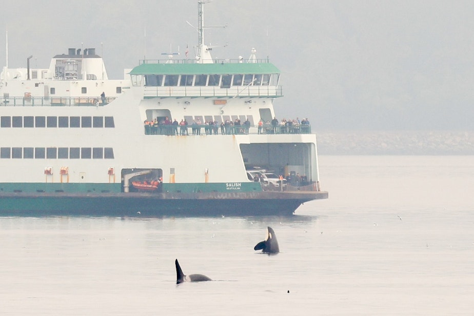 caption: Passengers on the Washington State Ferry Salish watch endangered orcas near Edmonds, Washington, on Oct. 12, 2023.