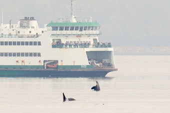 caption: Passengers on the Washington State Ferry Salish watch endangered orcas near Edmonds, Washington, on Oct. 12, 2023.