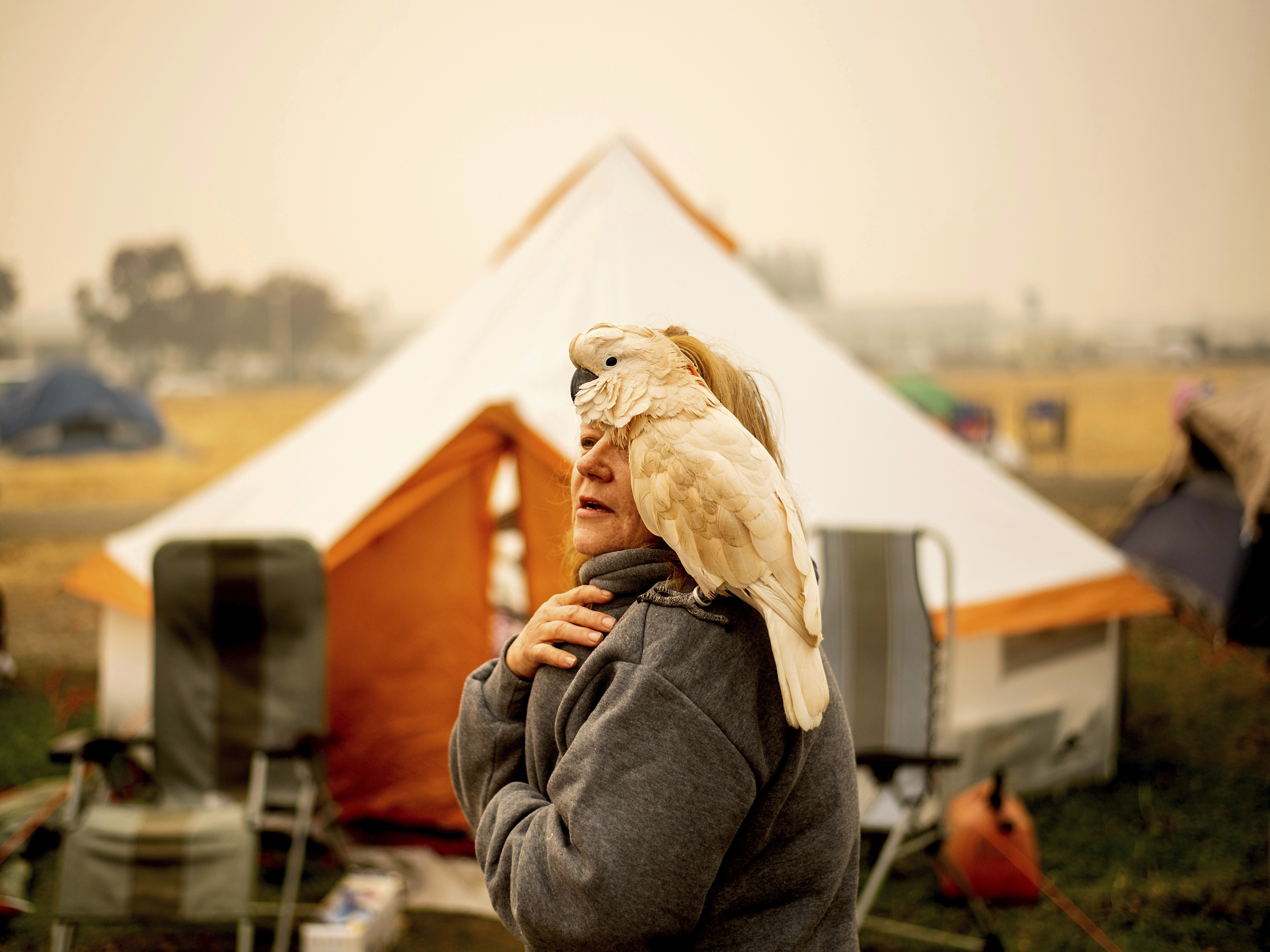 caption: Suzanne Kaksonen and her cockatoo Buddy camp at a makeshift shelter outside a Walmart in Chico, Calif. on Wednesday. Kaksonen, a resident of Paradise, lost her home in the blaze.