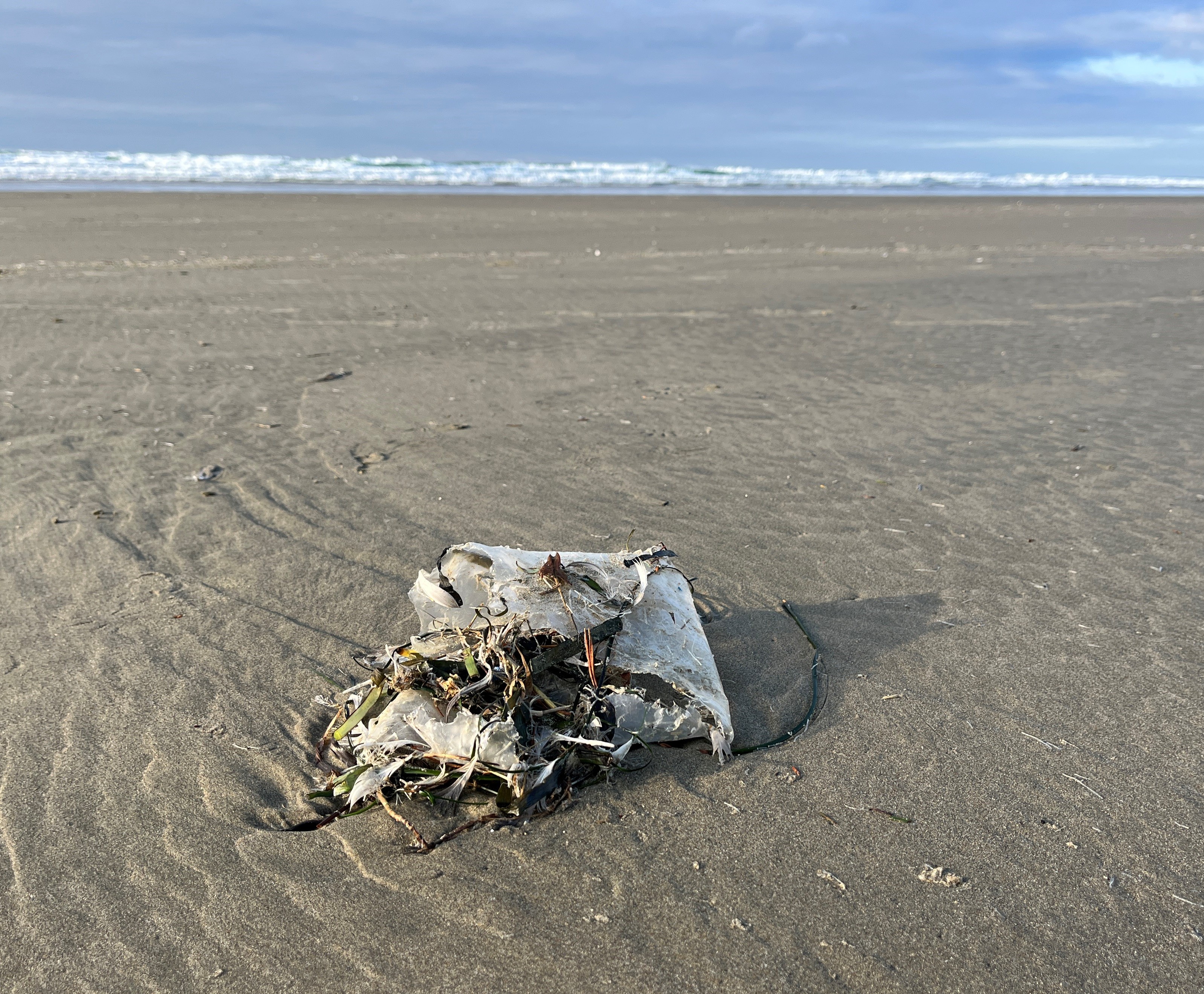 caption: This decaying plastic litter on the beach at Newport, Oregon, is on its way to becoming microplastic pollution.