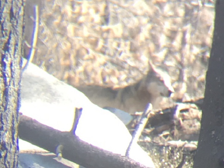 caption: A gray wolf is seen in the Sequoia National Forest.