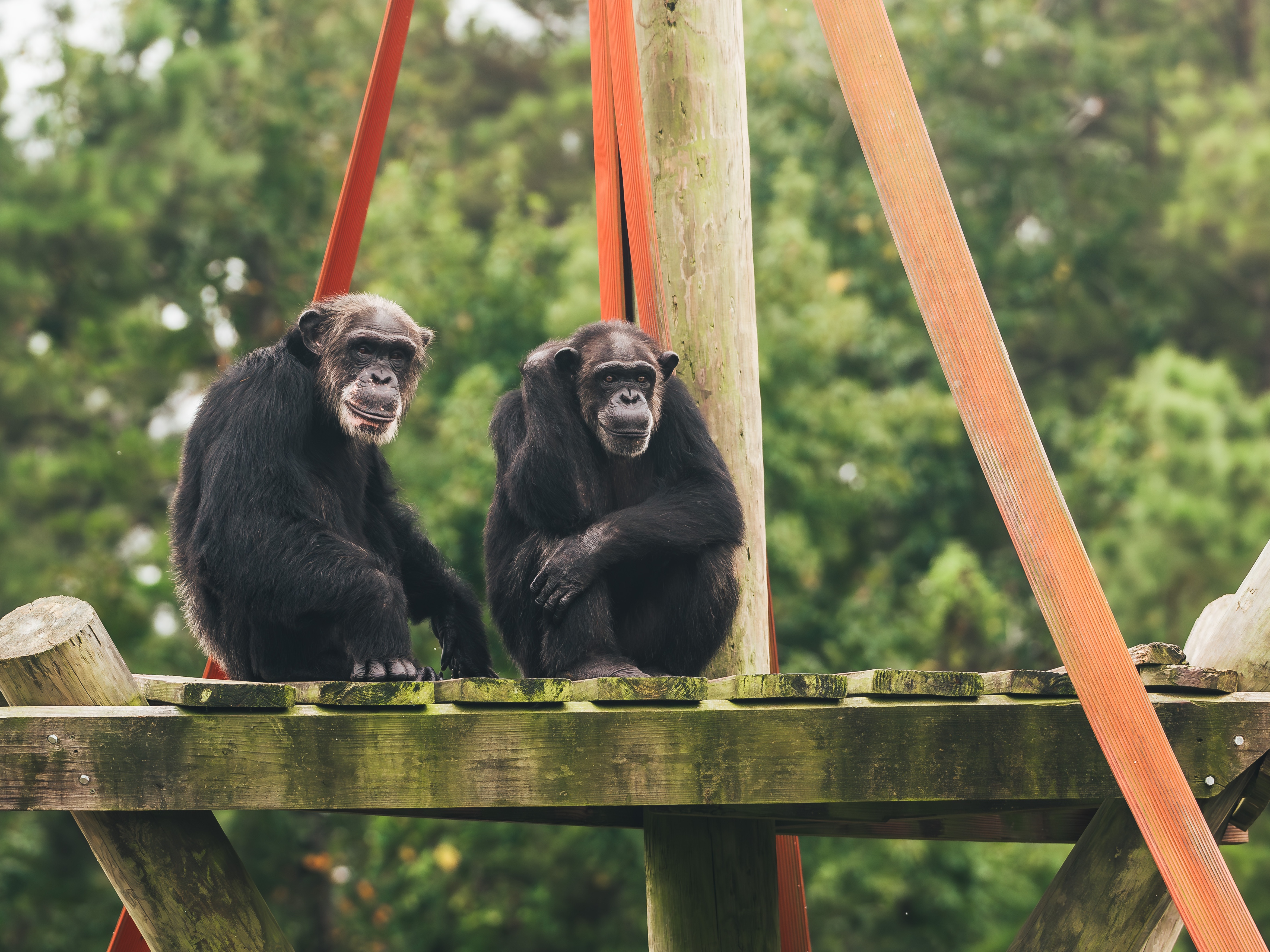 caption: TJ, 35, and Nicole, 41, came to Chimp Haven from the Alamogordo Primate Facility in New Mexico 2018. Another group is expected to arrive from New Mexico in the coming months.