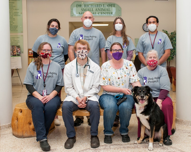 caption: The Dog Aging Project with the WSU veterinarian team along with Joe the dog. 