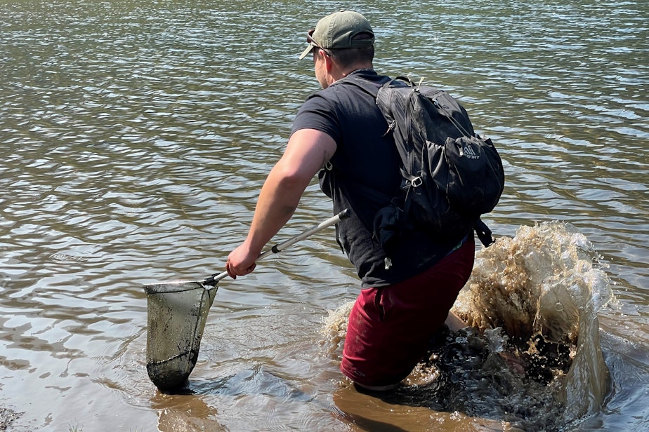 caption: Washington Department of Fish and Wildlife research scientist Max Lambert charges after a newt in a lake on the Olympic Peninsula on Sept. 9, 2022.