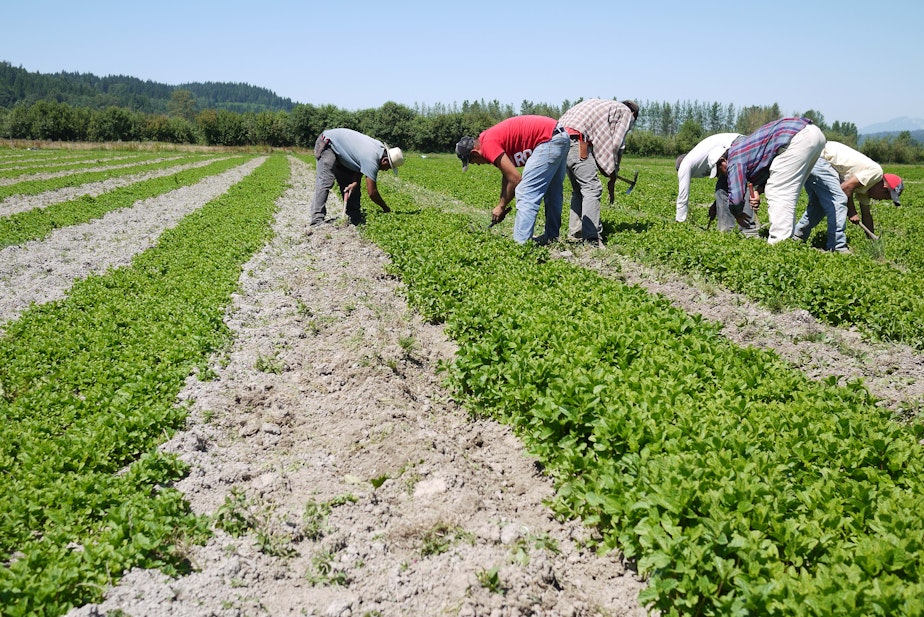 caption: Farm workers in a field near Carnation, WA.