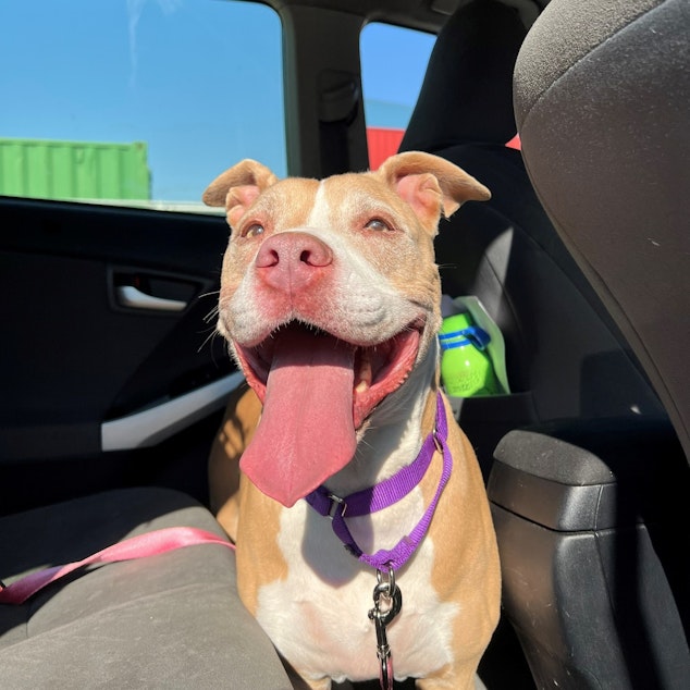 caption: Sadie smiles in the sunshine as she is driven to her family in California in December. 