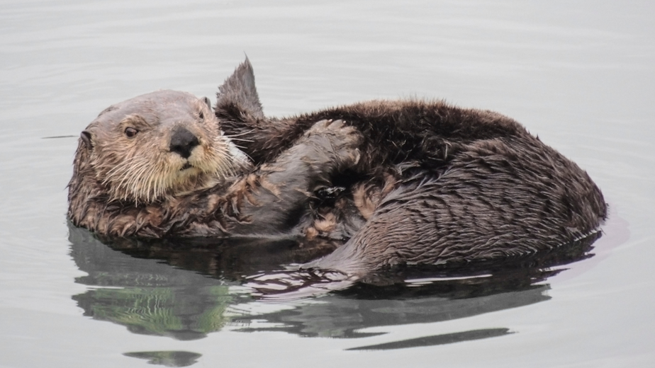 caption:  Applause and concern is swirling around a new feasibility assessment of sea otter reintroduction within 900 miles of vacant historical range in Oregon and northern California.