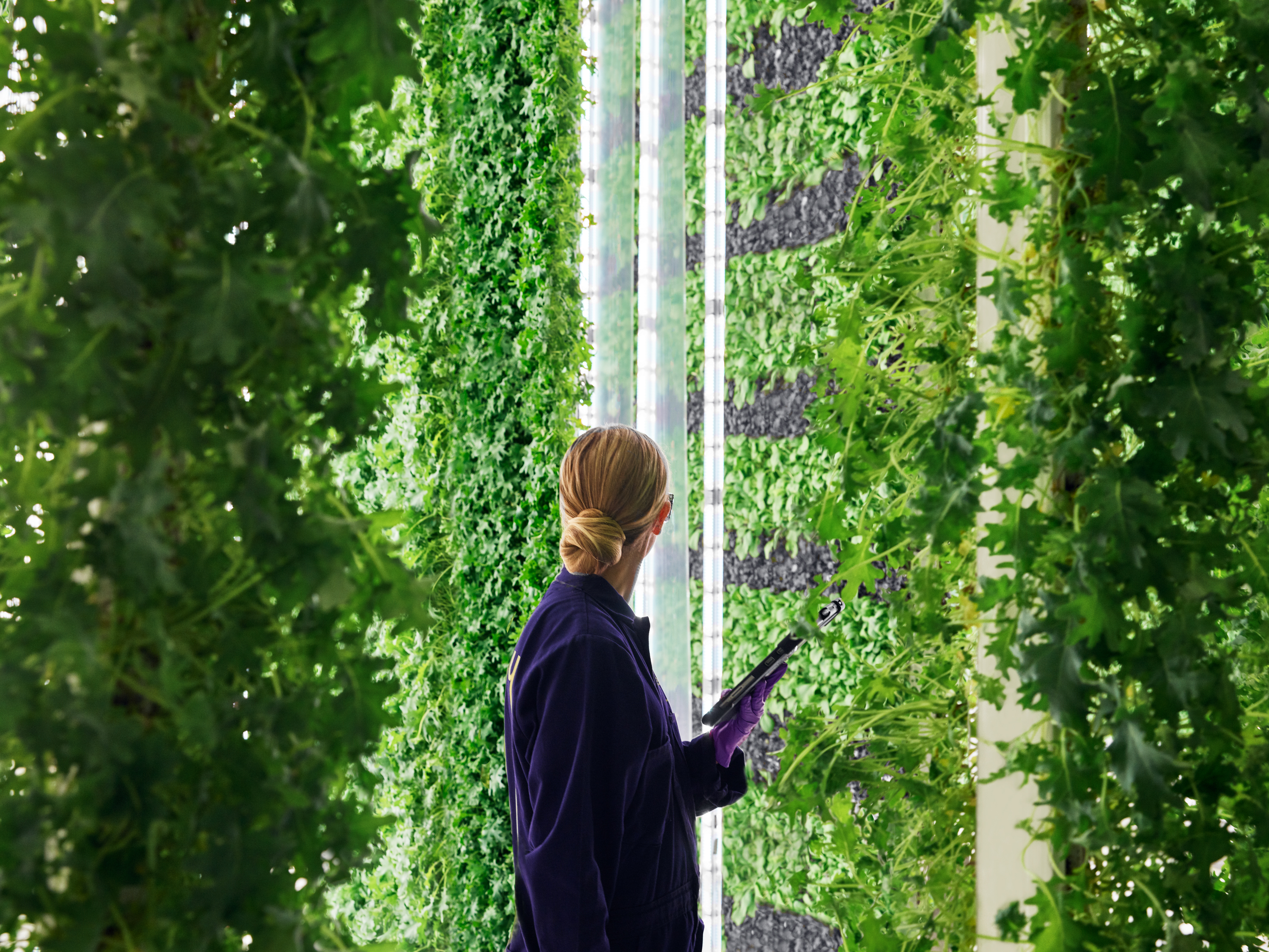 caption: Inside the Plenty vertical farm in San Francisco, Calif. The lettuce greens, kale and bok choy grown indoors with artificial light require a tremendous amount of energy. But compared to traditional field agriculture, these crops use a fraction of the water when they are grown in a vertical farm. (Courtesy of Plenty)