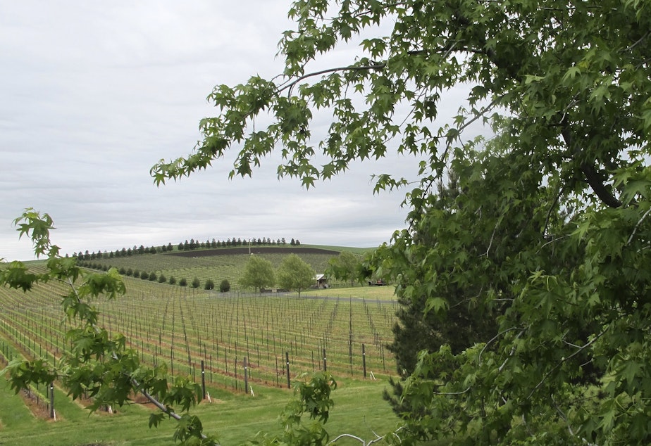 Kuow Inmates Will Soon Grow Wine Grapes Hops At The Washington State Penitentiary