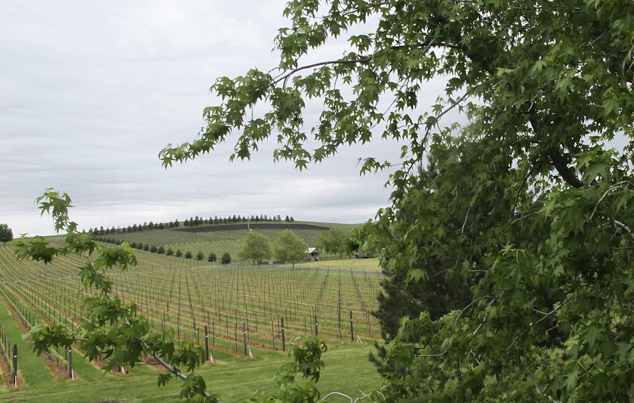 caption: In this photo taken May 17, 2017, a vineyard adjacent to the Walla Walla Vintners winery is shown in Walla Walla, Wash. The remote southeastern Washington town of Walla Walla - which used to be best known for sweet onions and as home of the state penitentiary - has now reinvented itself into a center of premium wines and wine tourism. 

