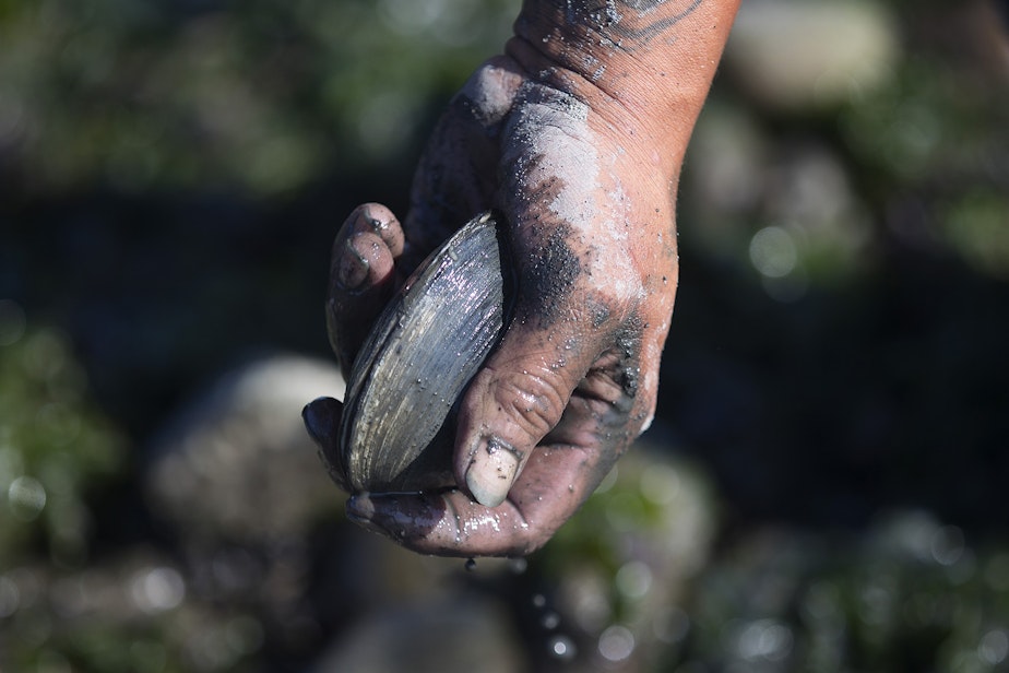 caption: Vernon Cayou throws a clam into a bucket while digging for clams that will be used primarily as bait, on Tuesday, August 27, 2019, at Ala Spit County Park.